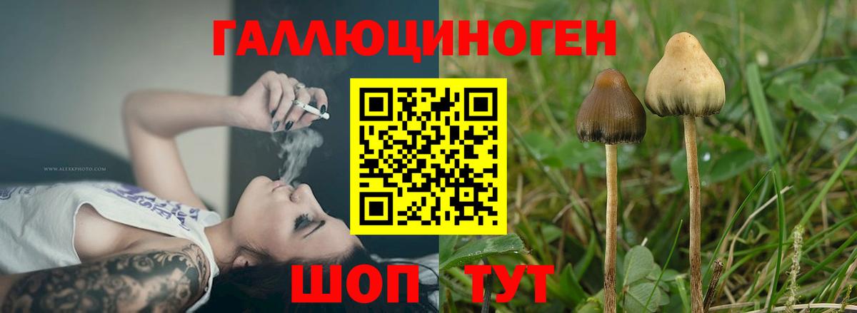 Псилоцибиновые грибы Cubensis  Вход с VPN  Баксан 